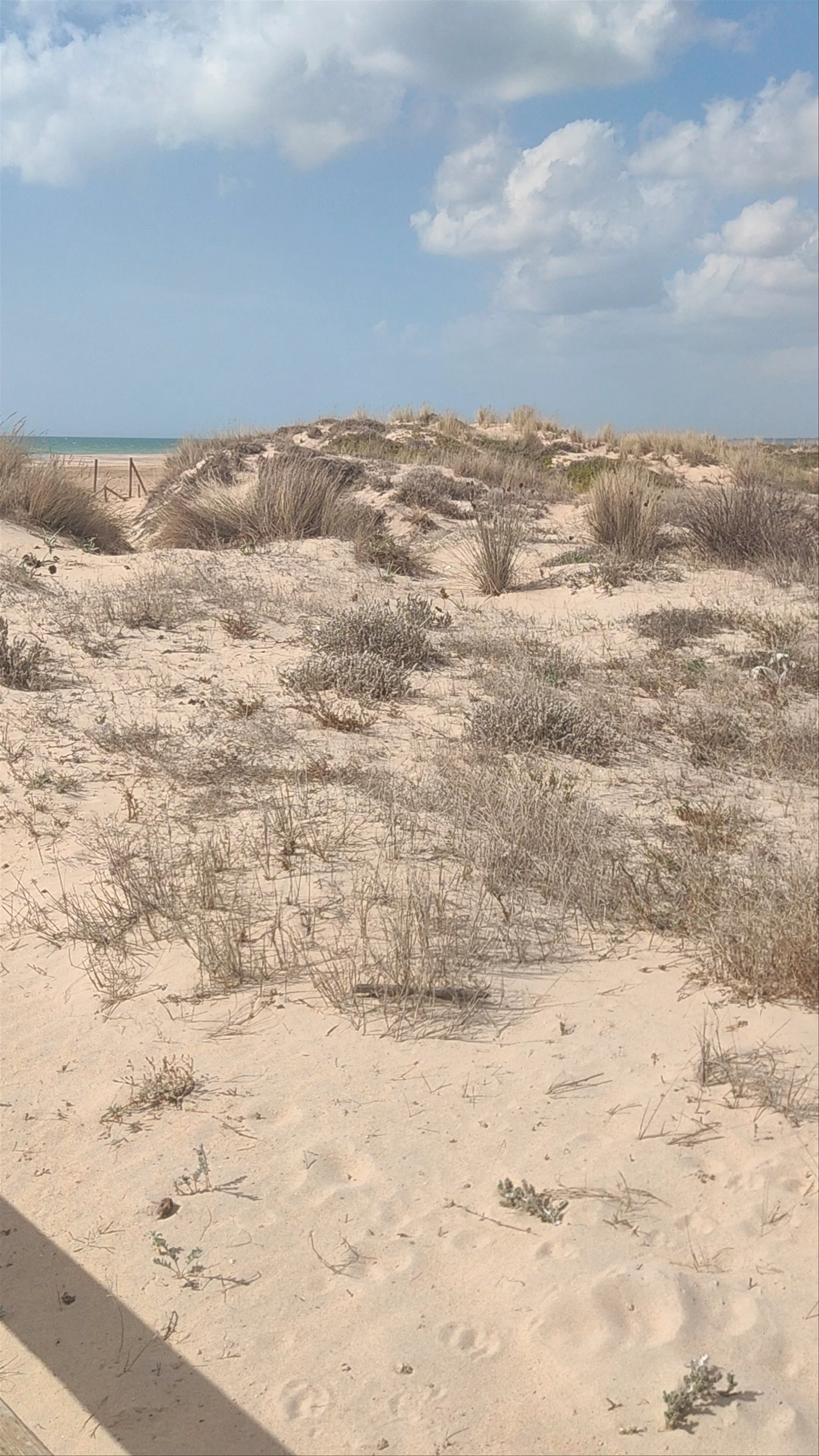 Conil de la Frontera