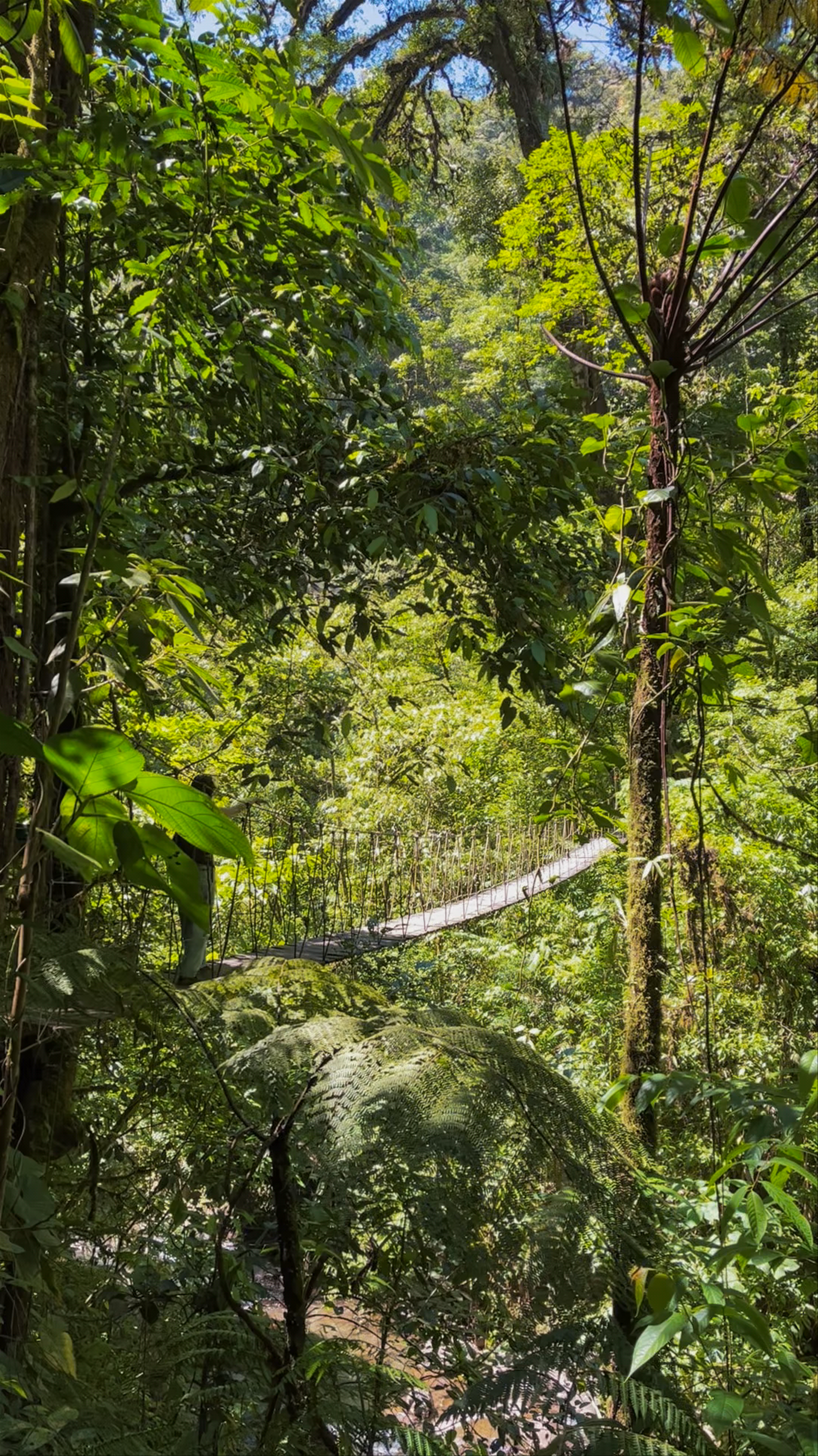 El Tigre Waterfalls: A Hidden Tropical Escape in Monteverde