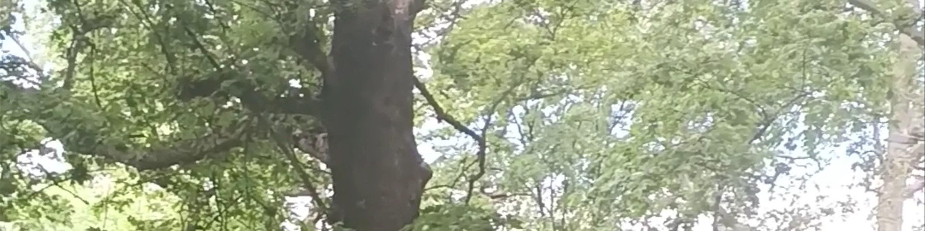 Δημοτικός Κήπος Δράμας