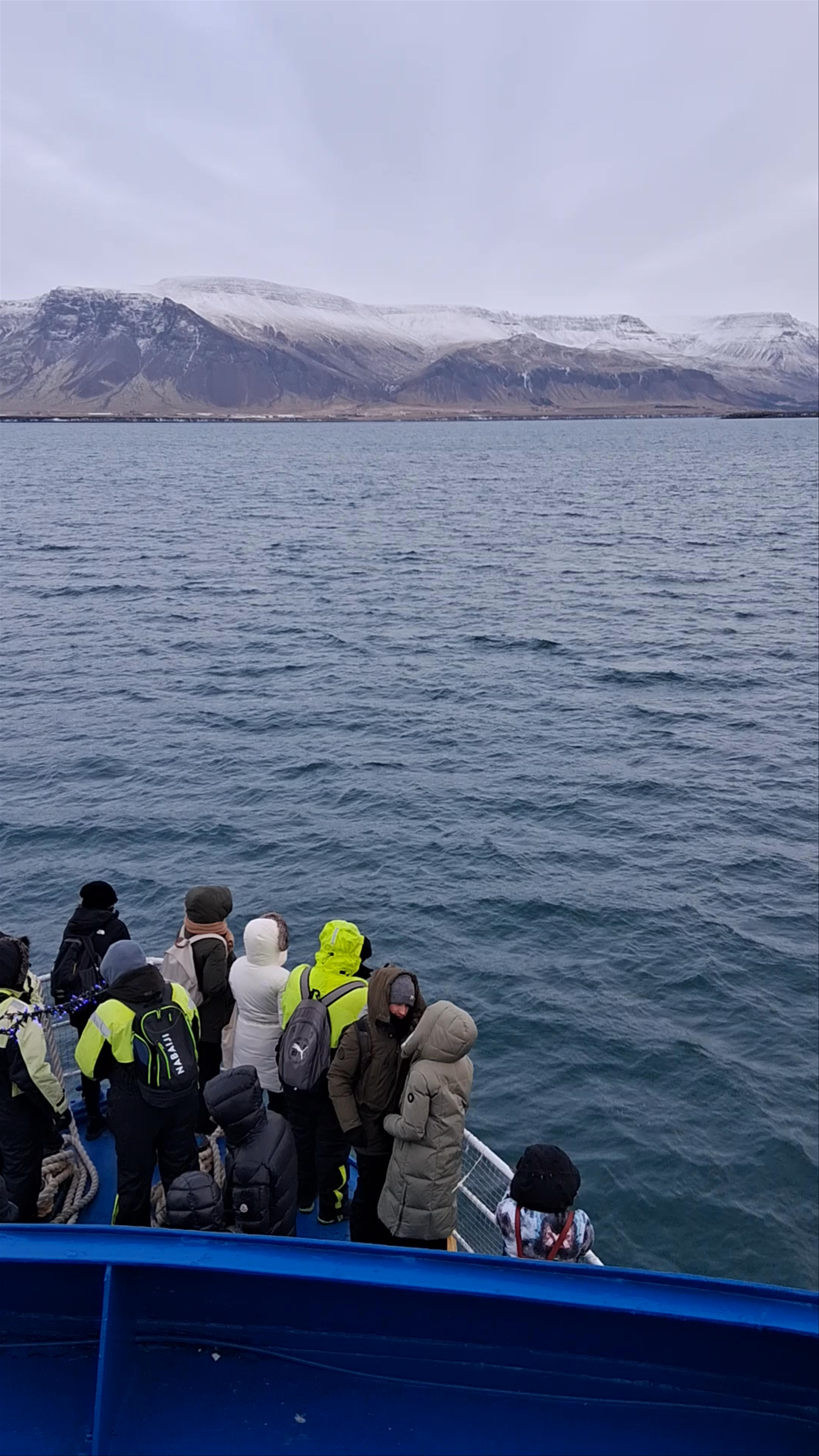 Artic Sea Tours Whale Watching