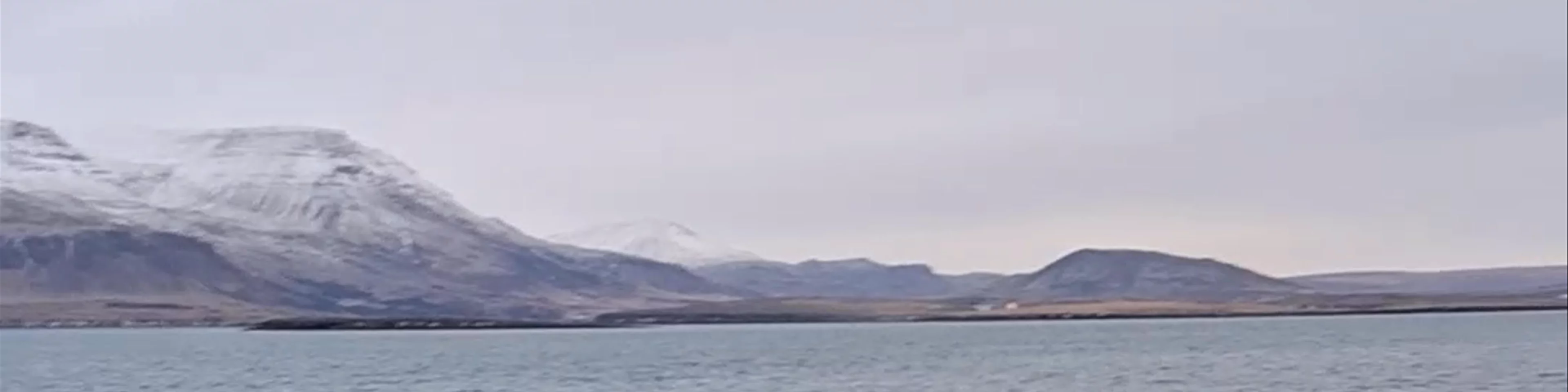Artic Sea Tours Whale Watching