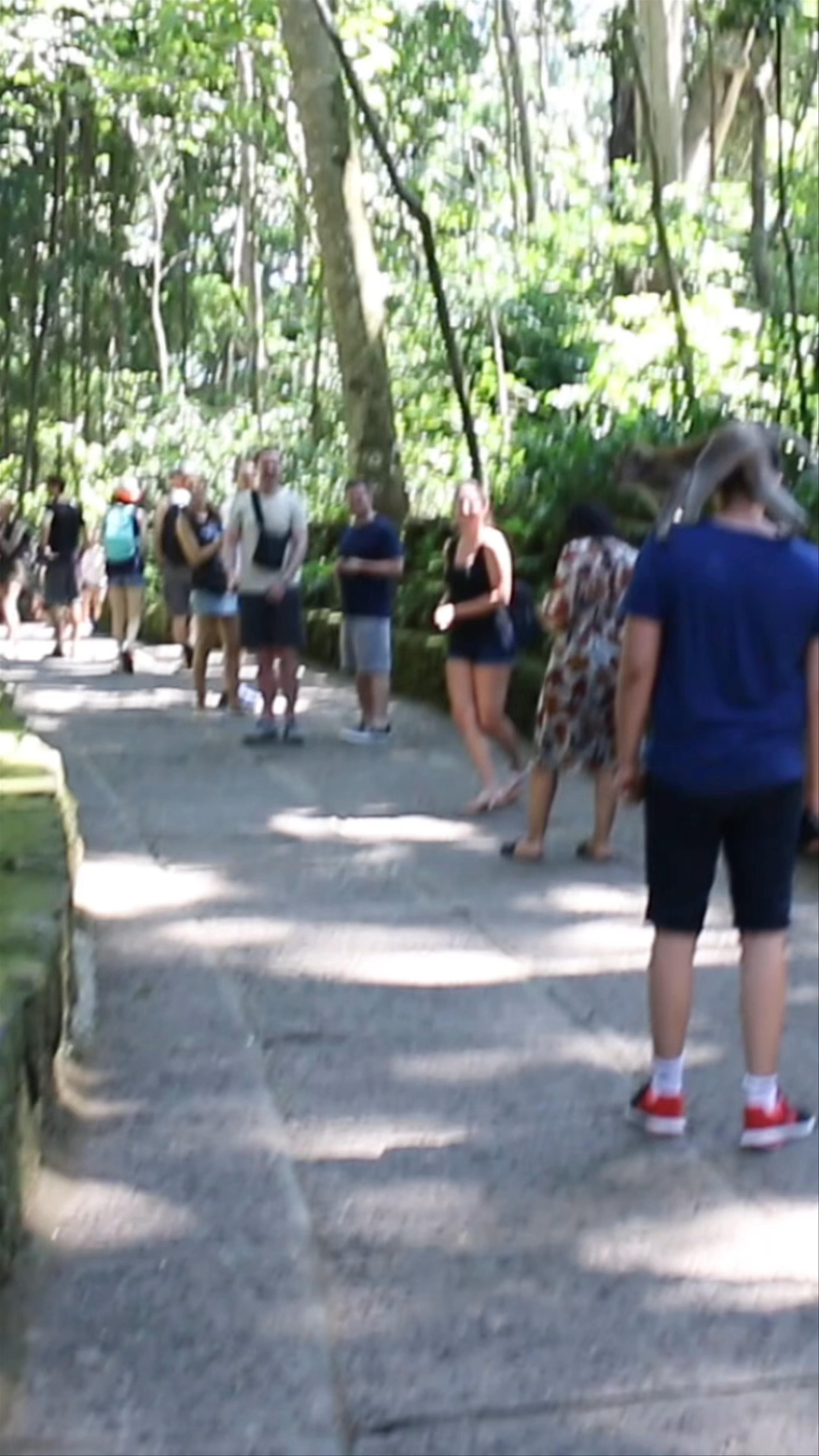 Sacred Monkey Forest Sanctuary