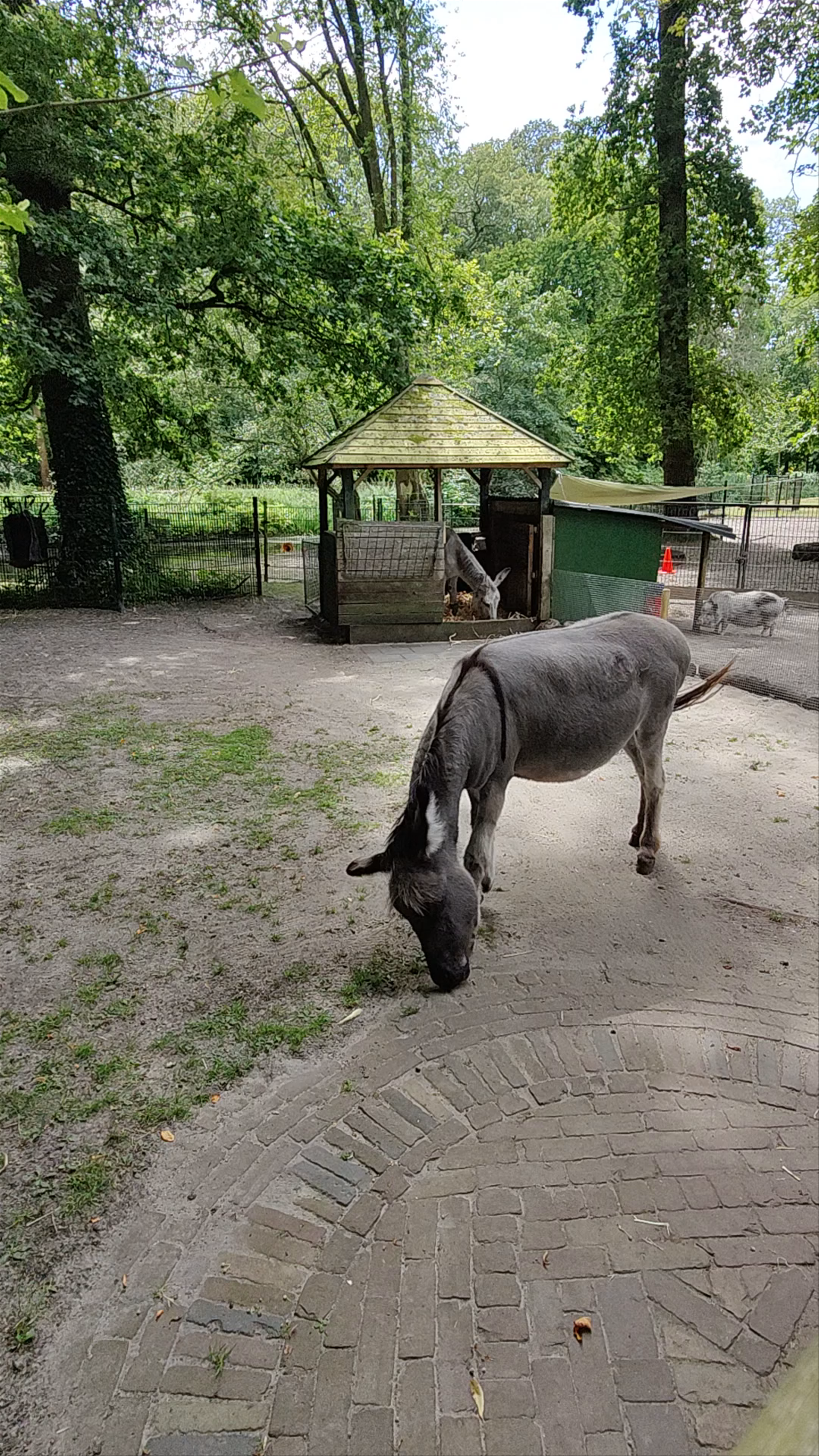 Stadsboerderij de Houthoeve: Urban Farm Escape in Haarlem
