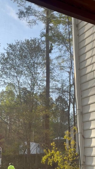 Alpha Tree Services - Tree top worker, cutting tree. - Tree Services Near Me