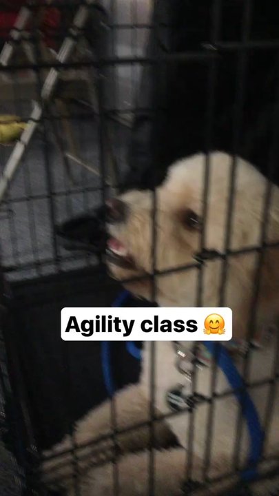 Go Dogs - Pet Training Near Me - Omaha, Nebraska