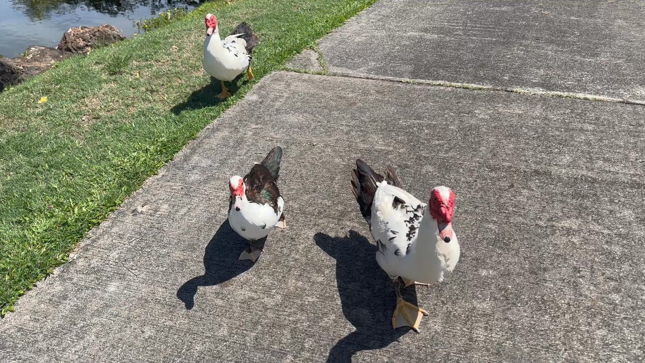 Kapalua Golf - Aggressive ducks wanting to be fed - Golf Near Me - Lahaina, Hawaii