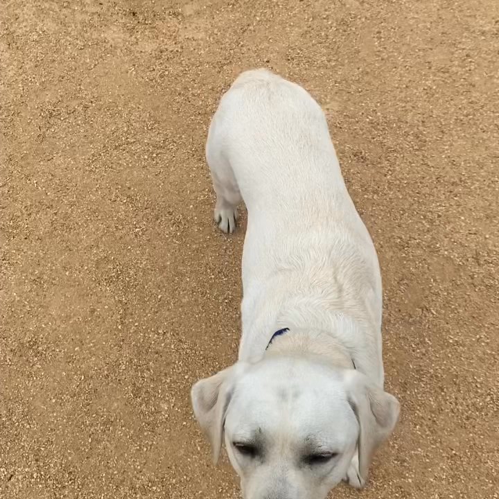Bark Park - Quick work out session with Kit-Kat - Dog Parks Near Me - San Francisco, California
