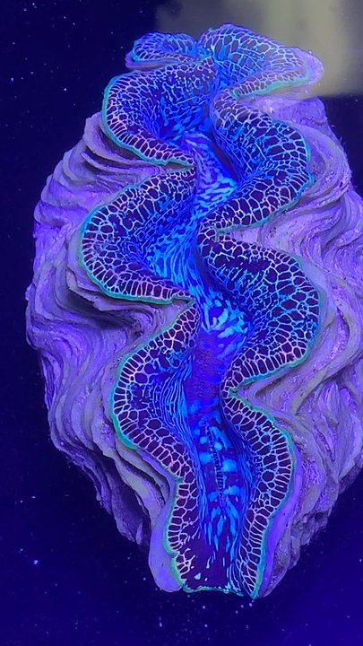 Reef Headz - Local Fish Stores Near Me - Jacksonville, North Carolina