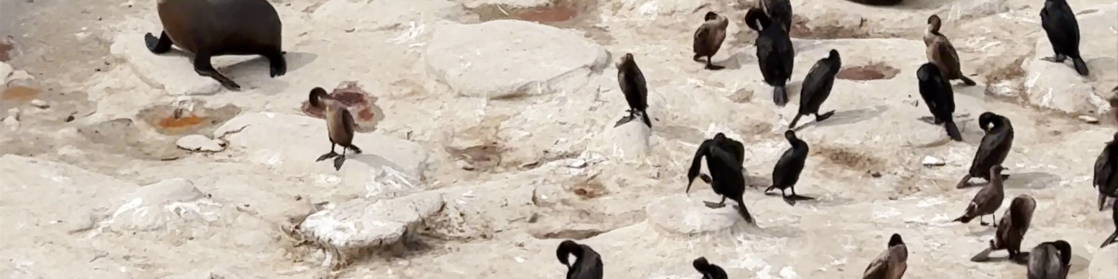 La Jolla Cove
