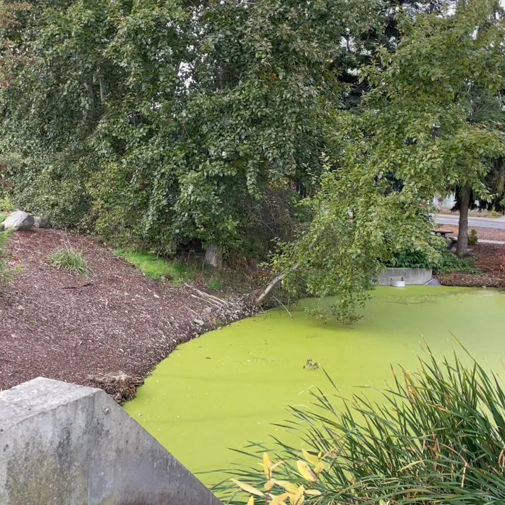 Carrie Blake Park - So serene at the water feature & pins behind the rose & dahlia garden - Pickleball Near Me - Sequim, Washington