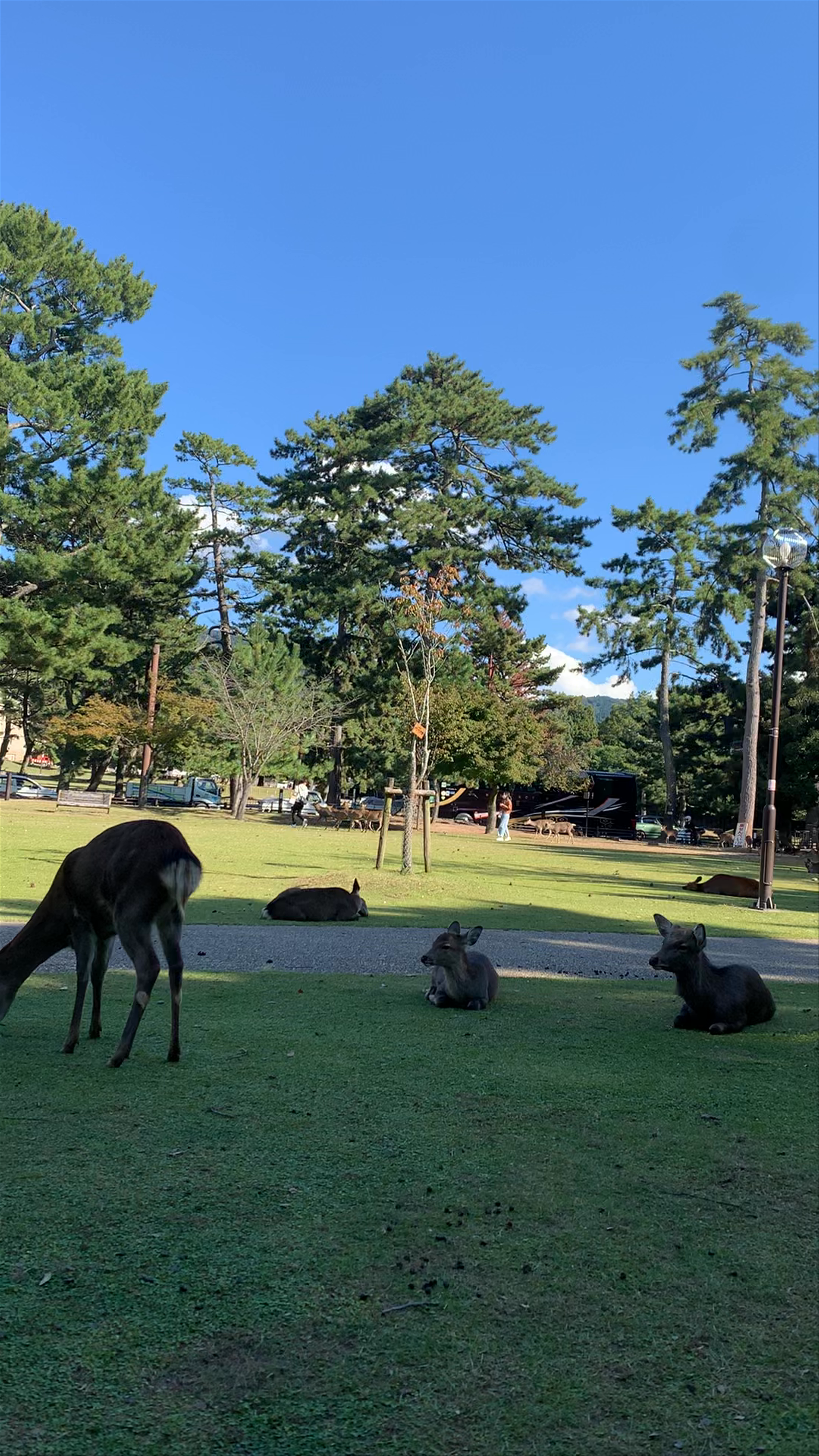 Nara Park: Serene Deer Encounters in Japan's Historic Oasis