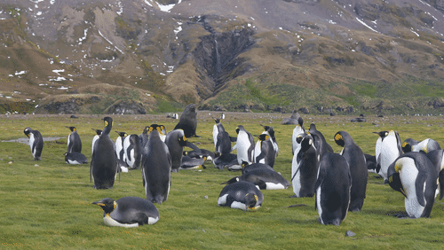Antarctic fur seals and King Penguins animated gif