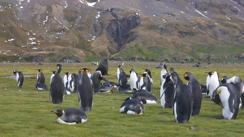 Antarctic fur seals and King Penguins poster