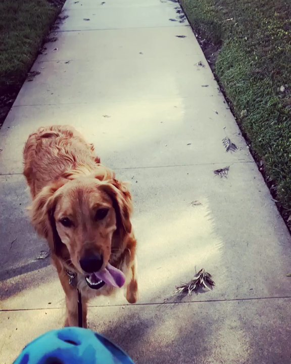 Holly's Pet Service - Ellie found something cool on her walk today! - Dog Walkers Near Me