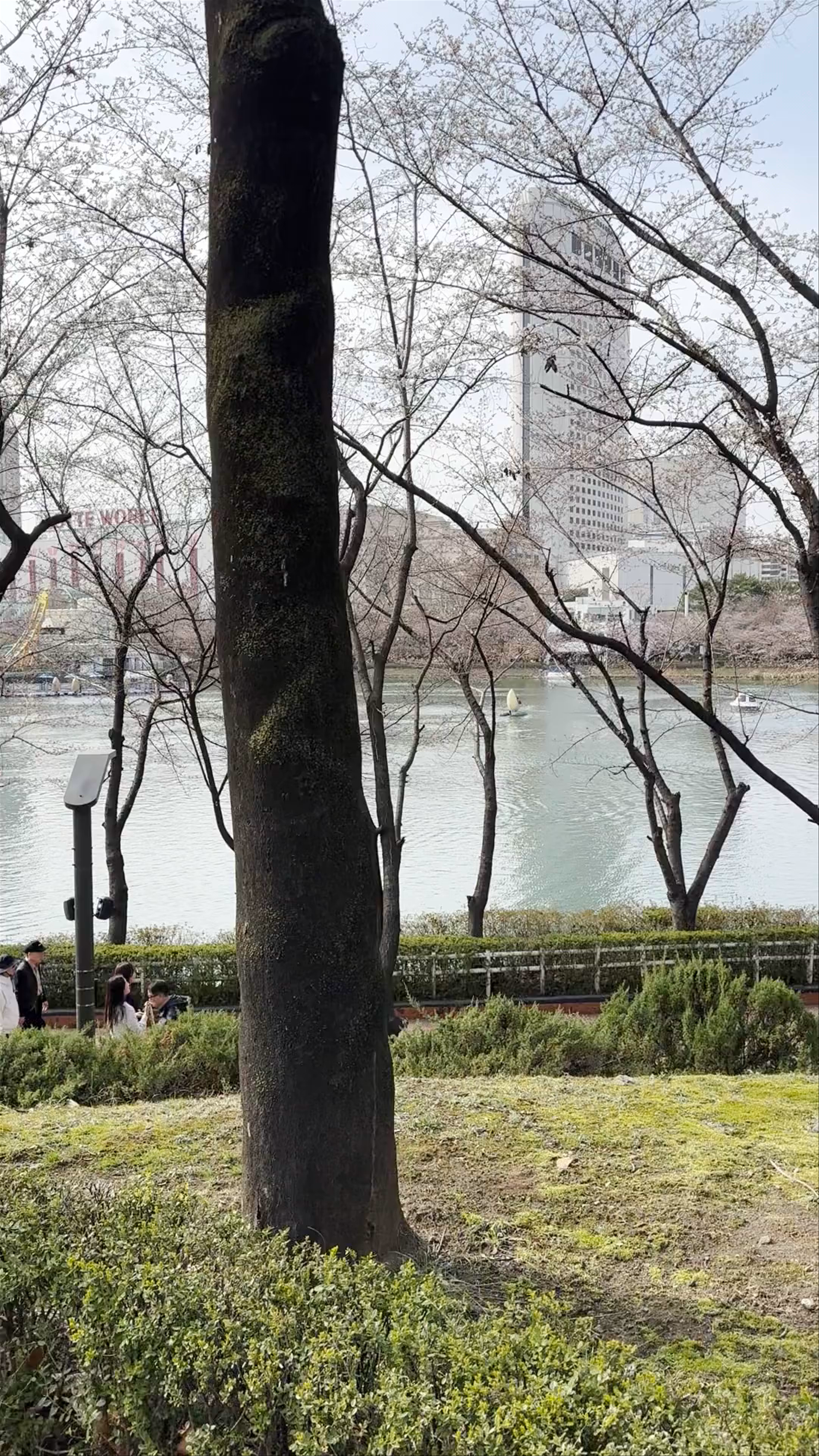 Springtime Serenity at Lotte World, Seoul