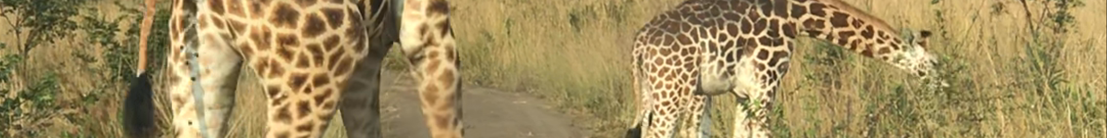 Tours & experiences in Pakwach