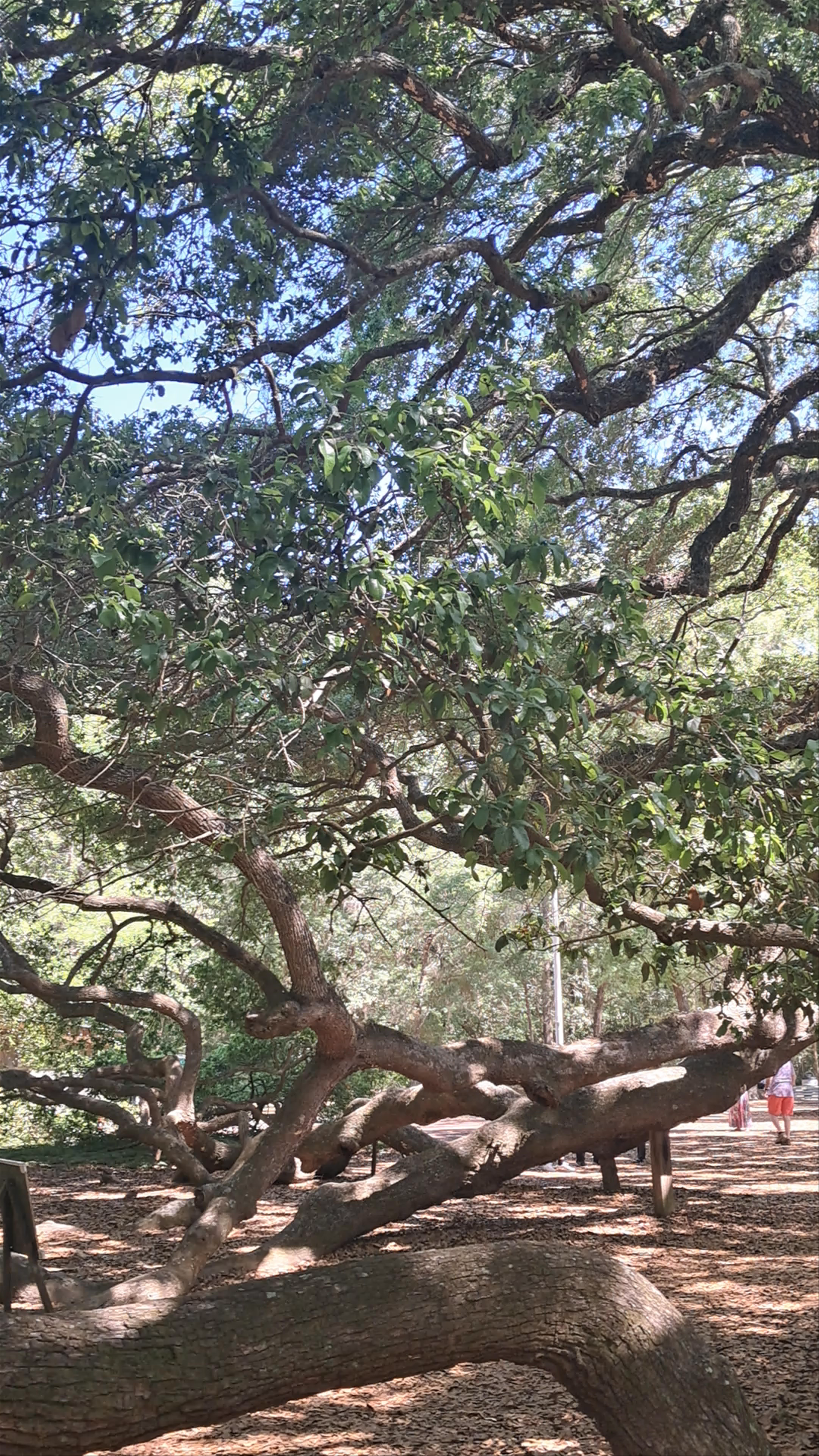 Angel Oak Tree