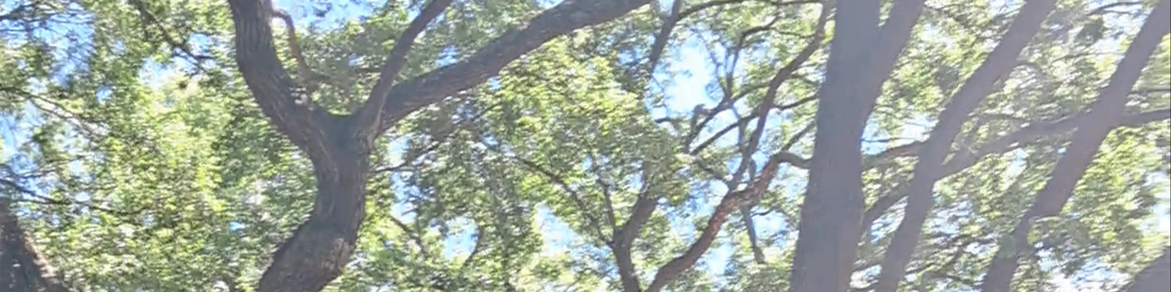 Angel Oak Tree