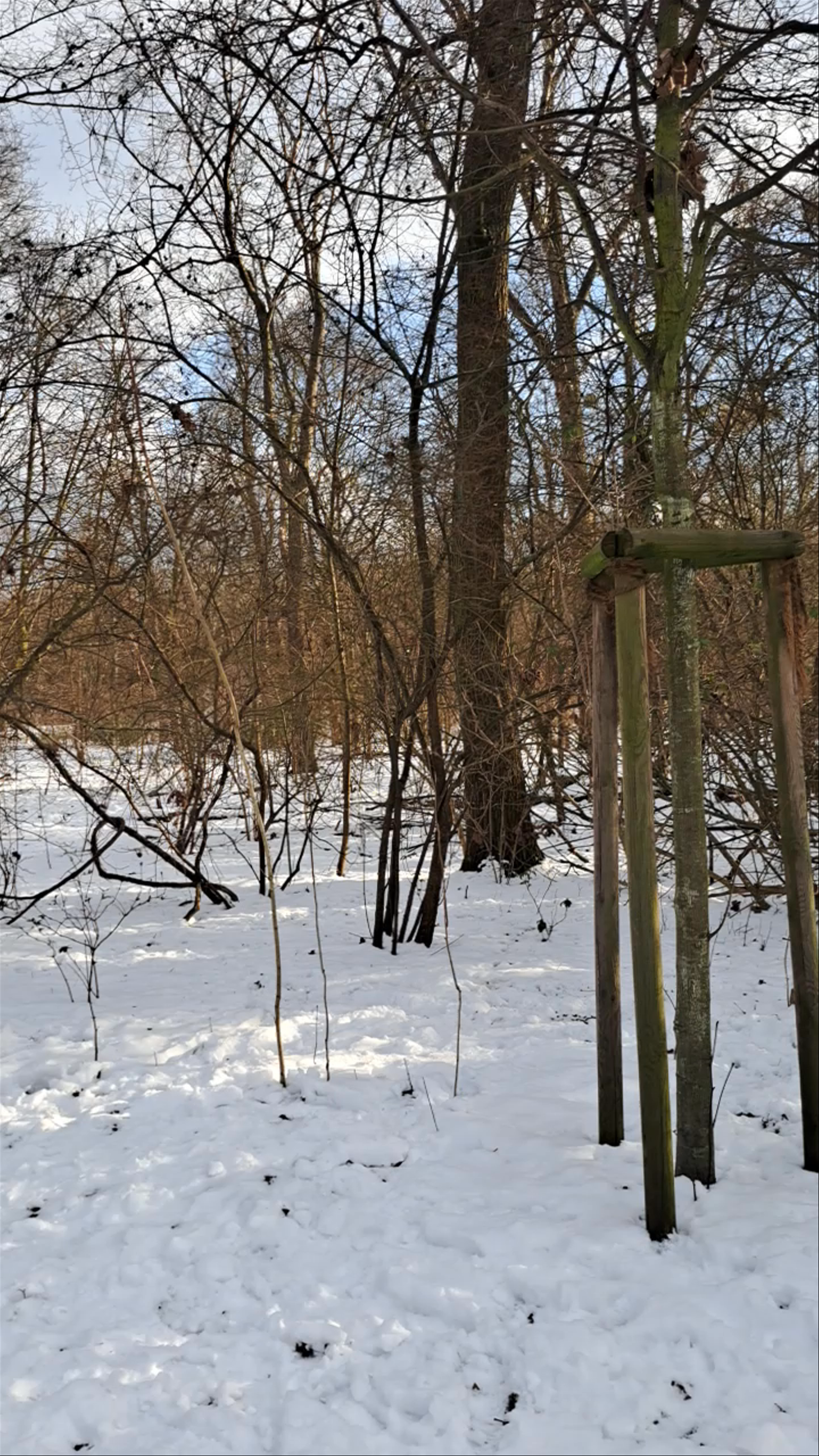 Winter Serenity at Tierpark Berlin: Snow-Covered Nature in the City