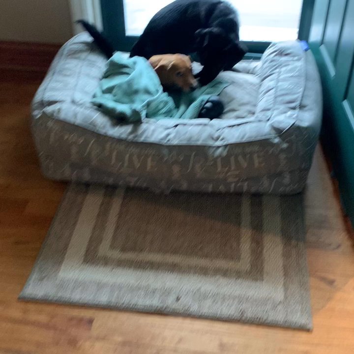 Willow Pet Hotel - Poor pups - Pet Groomers Near Me - Deer Park, New York