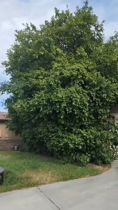 FR Tree Service - Trees everywhere - Tree Services Near Me - Fontana, California