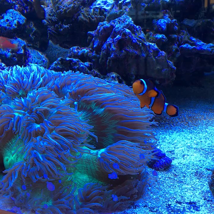 New Optix Optometry - No need to escape this awesome fish tank, Nemo. - Eyewear & Opticians Near Me - San Diego, California