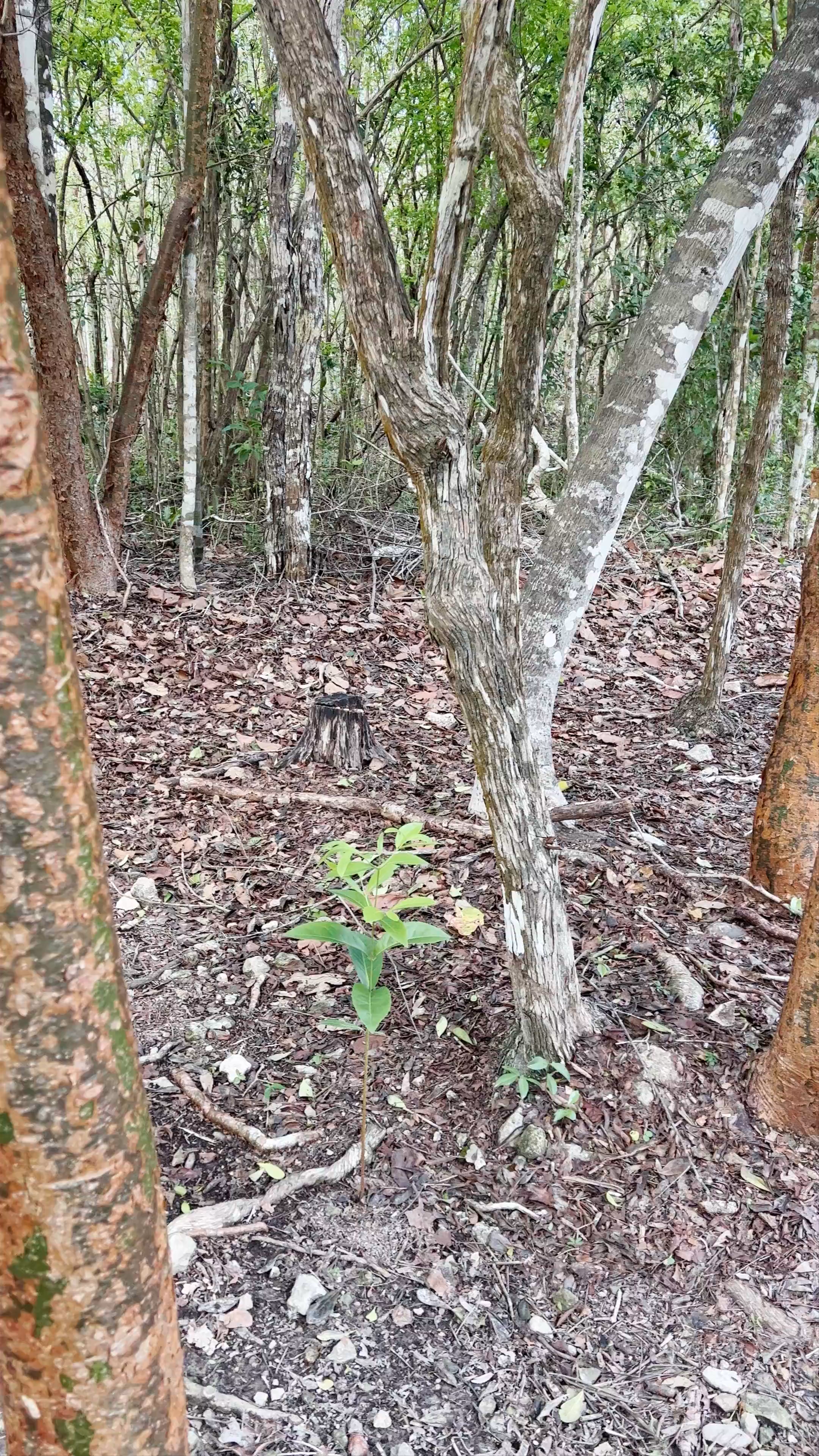 Observatorio Astronómico de Cobá
