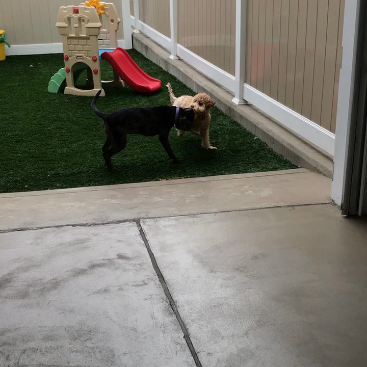 Pets a Go Go - Happiest place on earth! - Pet Boarding Near Me - Stamford, Connecticut