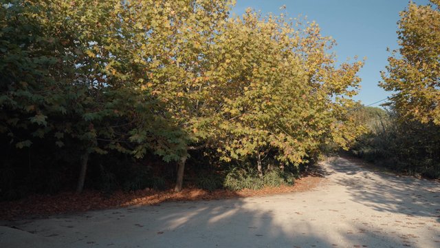 Young maple trees with yellow leaves surround a road.