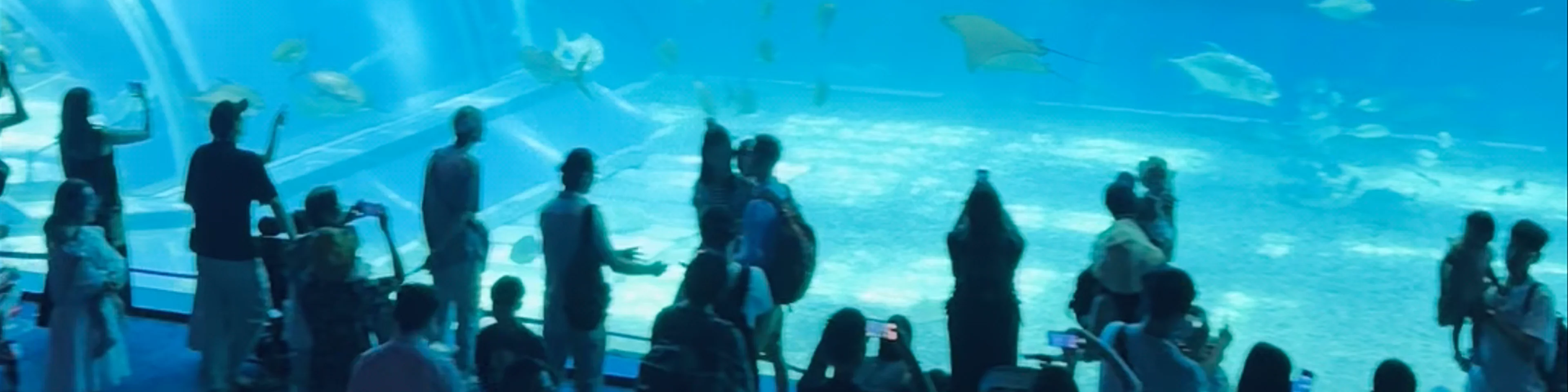 Okinawa Churaumi Aquarium
