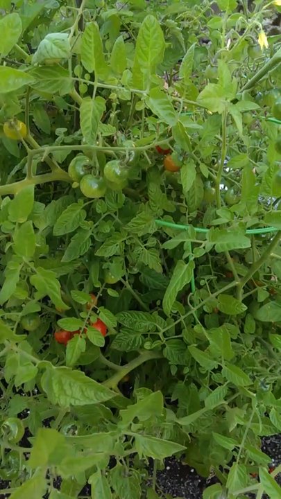 Windmill Gardens - Tomato plant! - Nurseries & Gardening Near Me - Sumner, Washington
