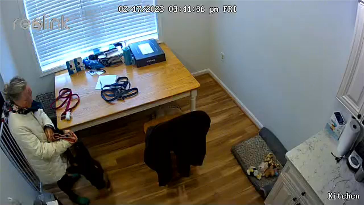 Walking the Dogs - She kicked my dog with her foot - Dog Walkers Near Me - Springfield, Virginia