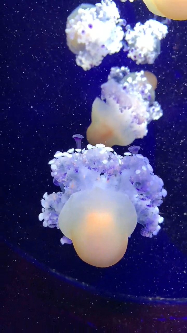 nature's screensaver
🎥 Diana ✨ · Pexels
#ocean #underwater #marinelife #nature #relax