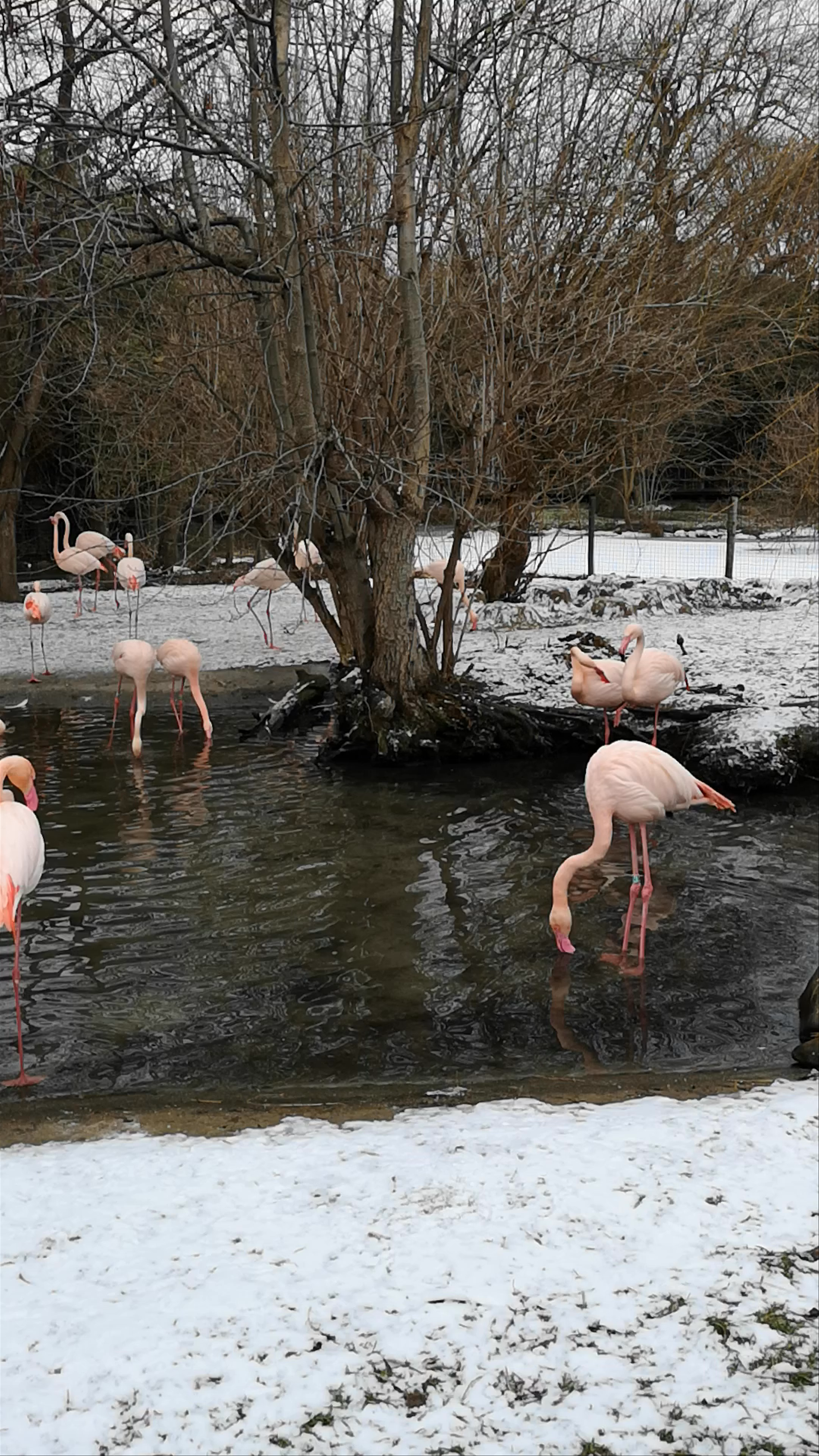 Winter Wonderland at Prague Zoo: Flamingos in the Snow