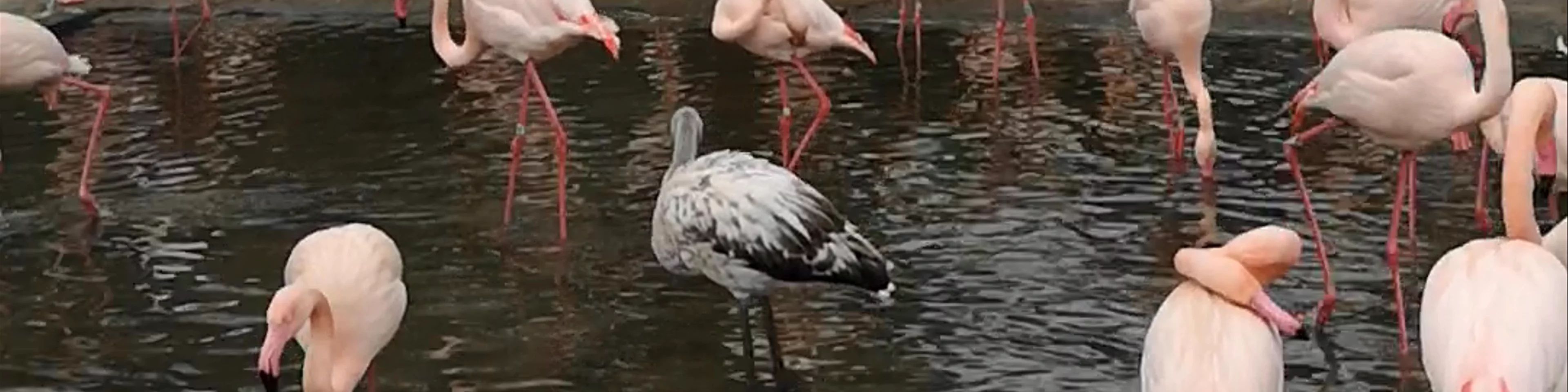 Prague Zoo