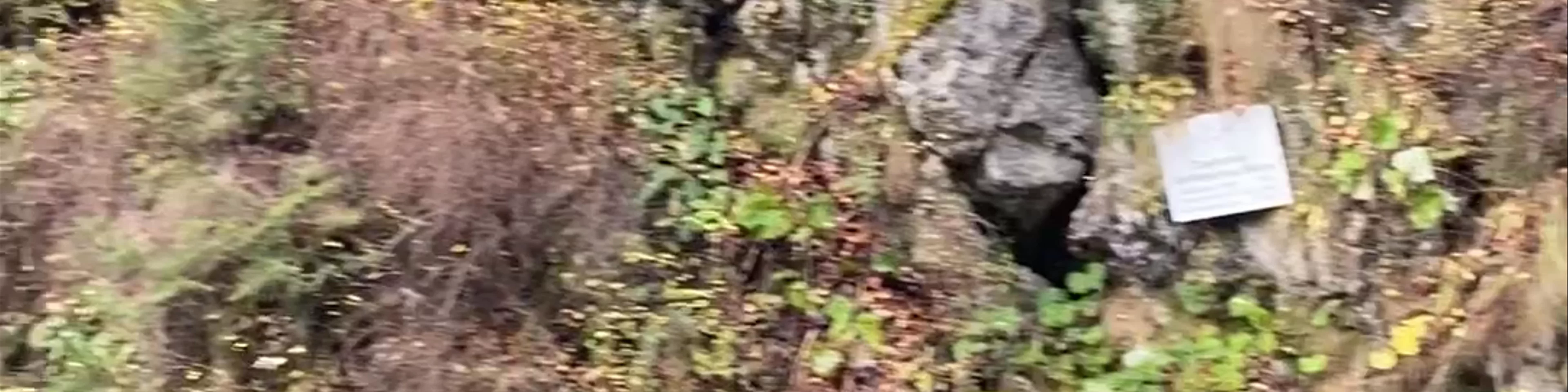 Parcul Natural "Bucegi"