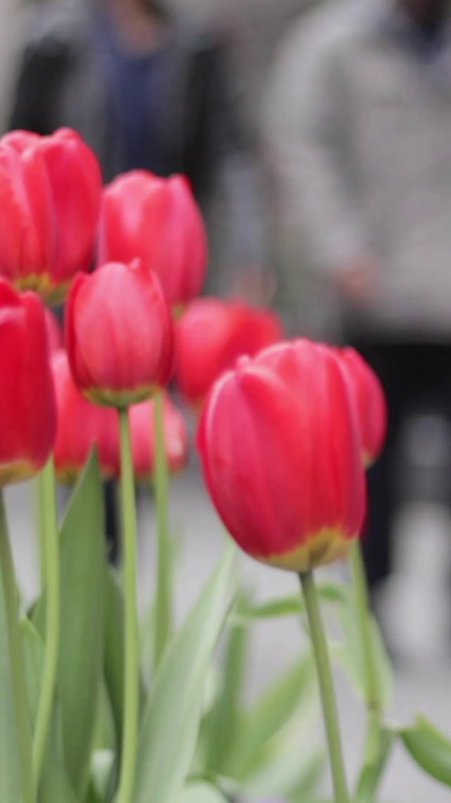 Vertical shot of red tulips