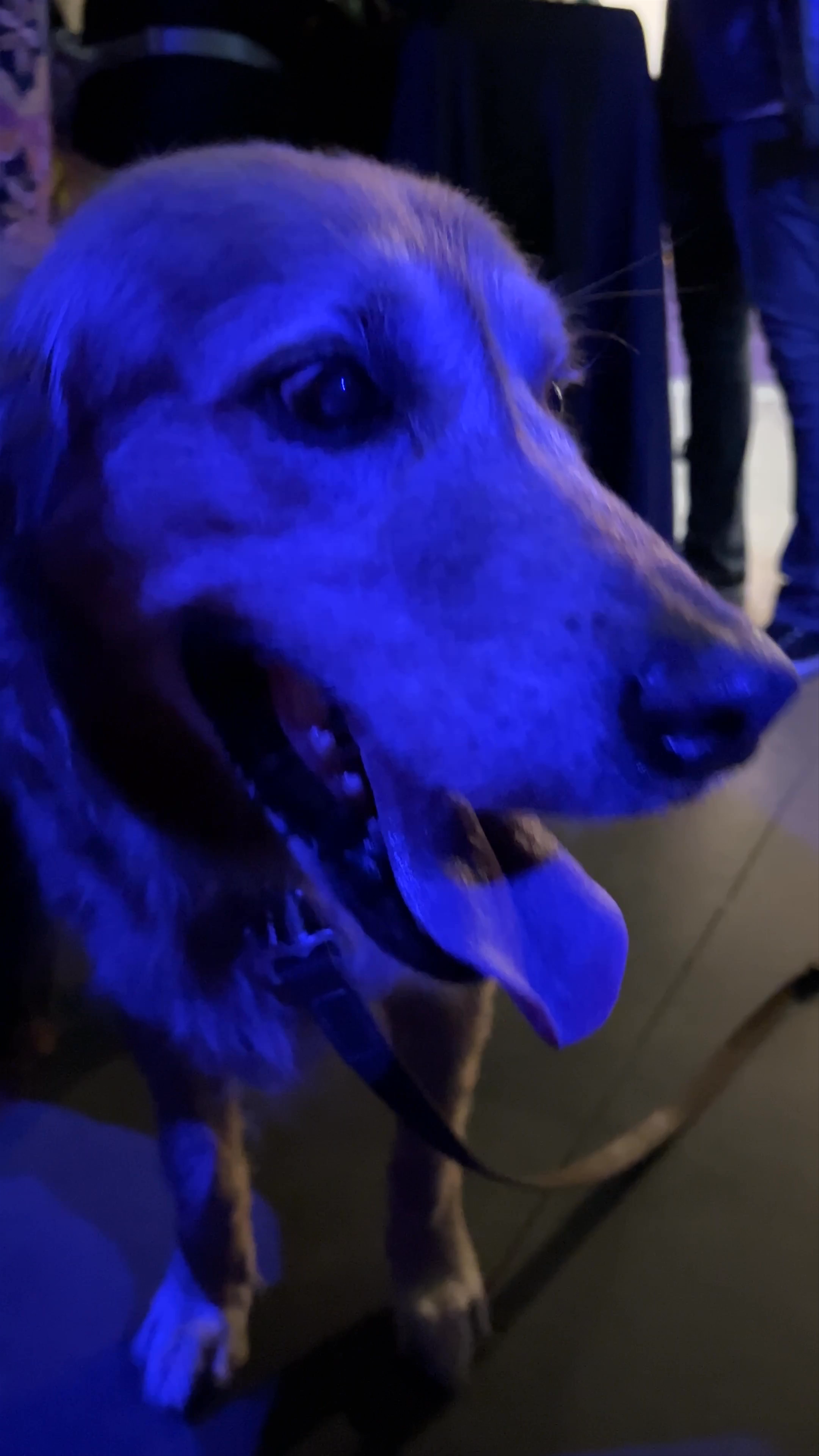 Nightlife Vibes and Canine Charm at Cafe Istanbul, New Orleans