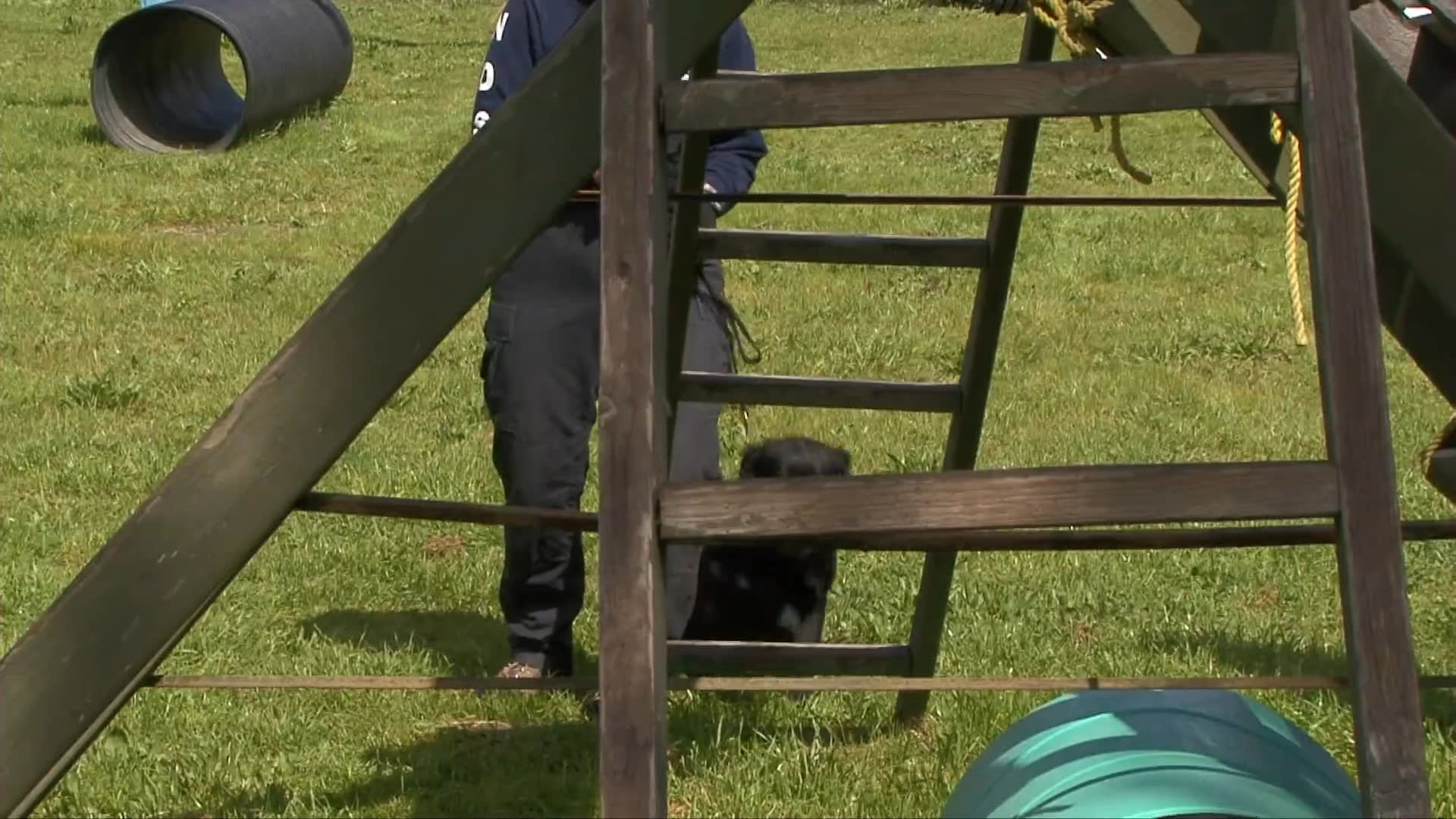 A black Labrador retriever navigates an outdoor agility course under the guidance of professional handlers. The training session focuses on obstacle navigation and canine obedience within a controlled environment.