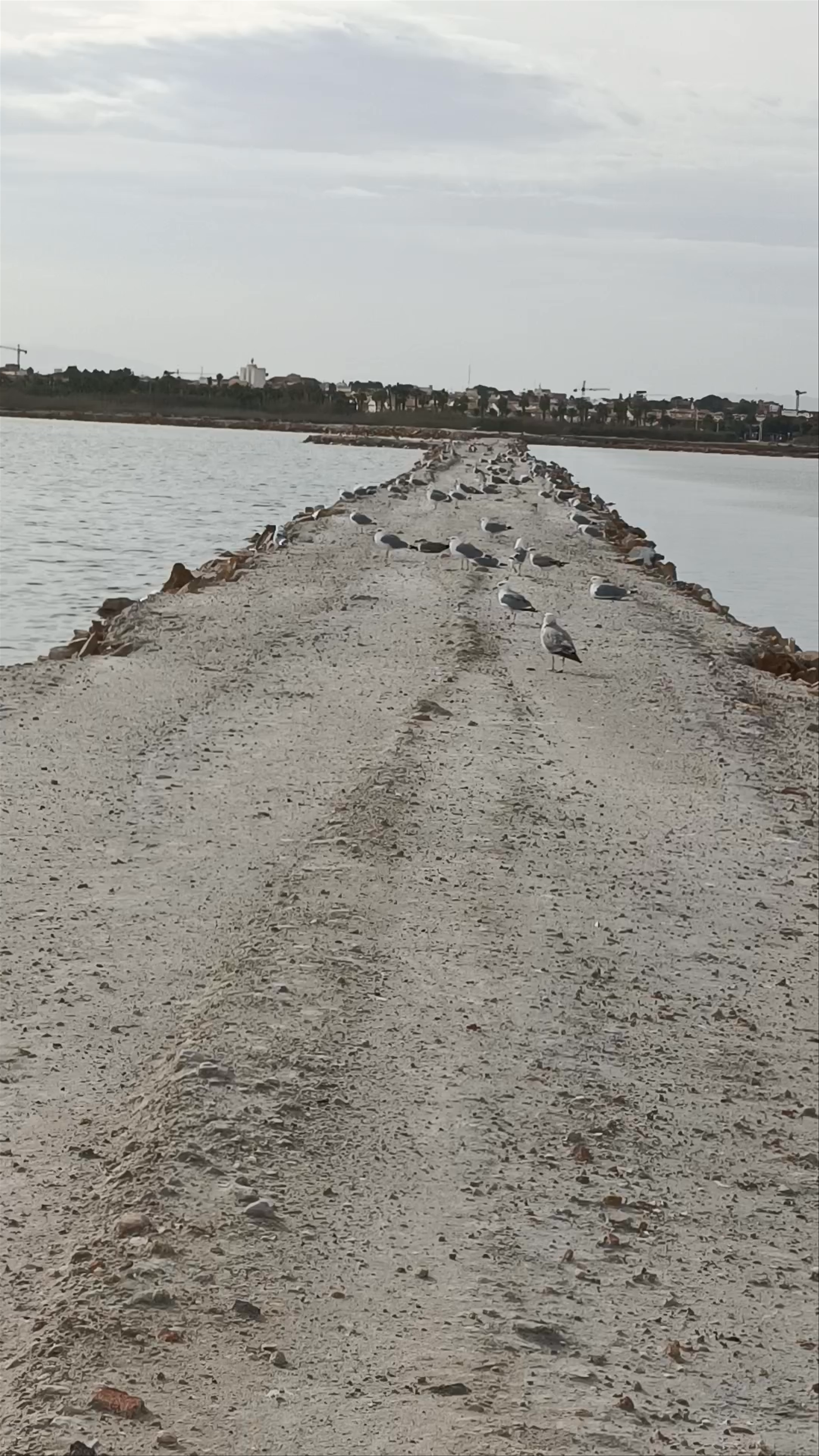 Parque Regional de las Salinas y Arenales de San Pedro del Pinatar