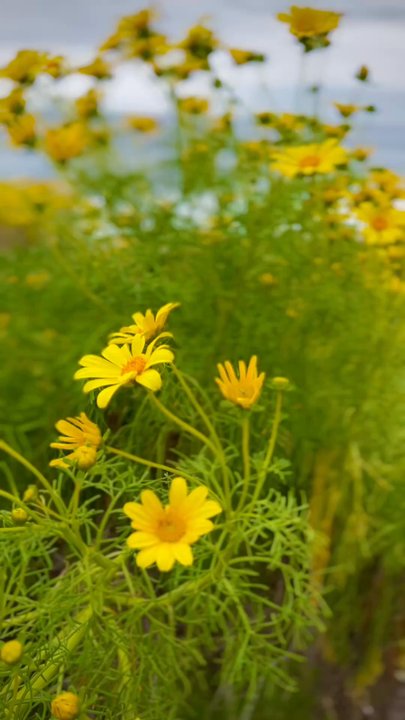 Leo Carrillo State Park - Giant Coreopsis blooms all over the trails! (April 2025) - Parks Near Me - Malibu, California