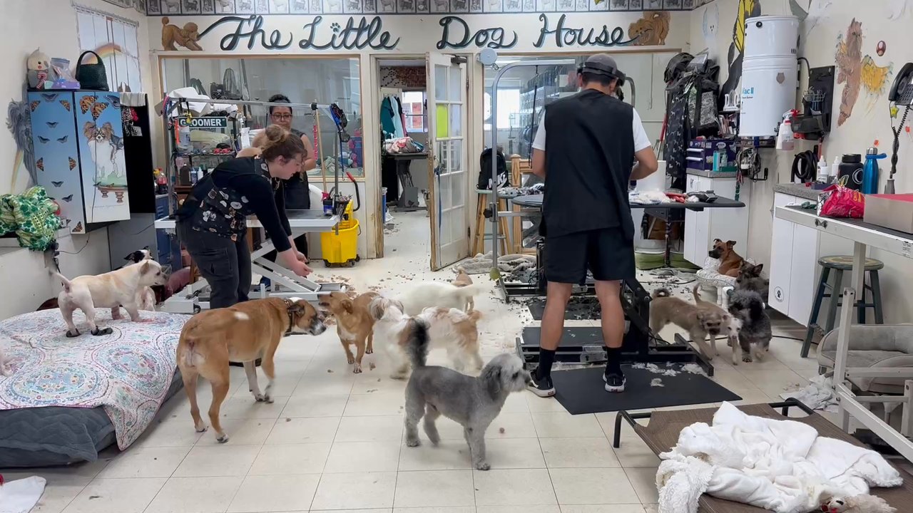 Cold Noses Warm Hearts - Animal Shelters Near Me - Goleta, California