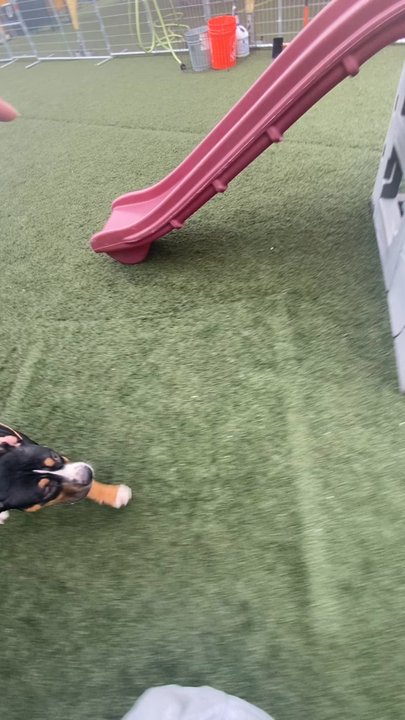 Custom K-9 - Pet Training Near Me - Pacifica, California