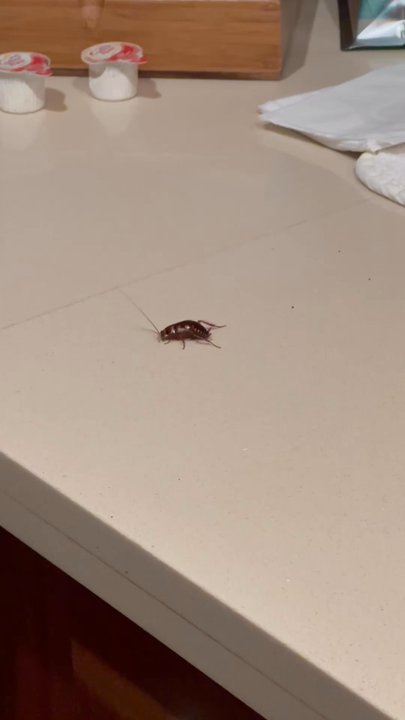 Hanalei Colony Resort - Roach infested room! Ewwww!!! - Resorts Near Me - Haena, Hawaii