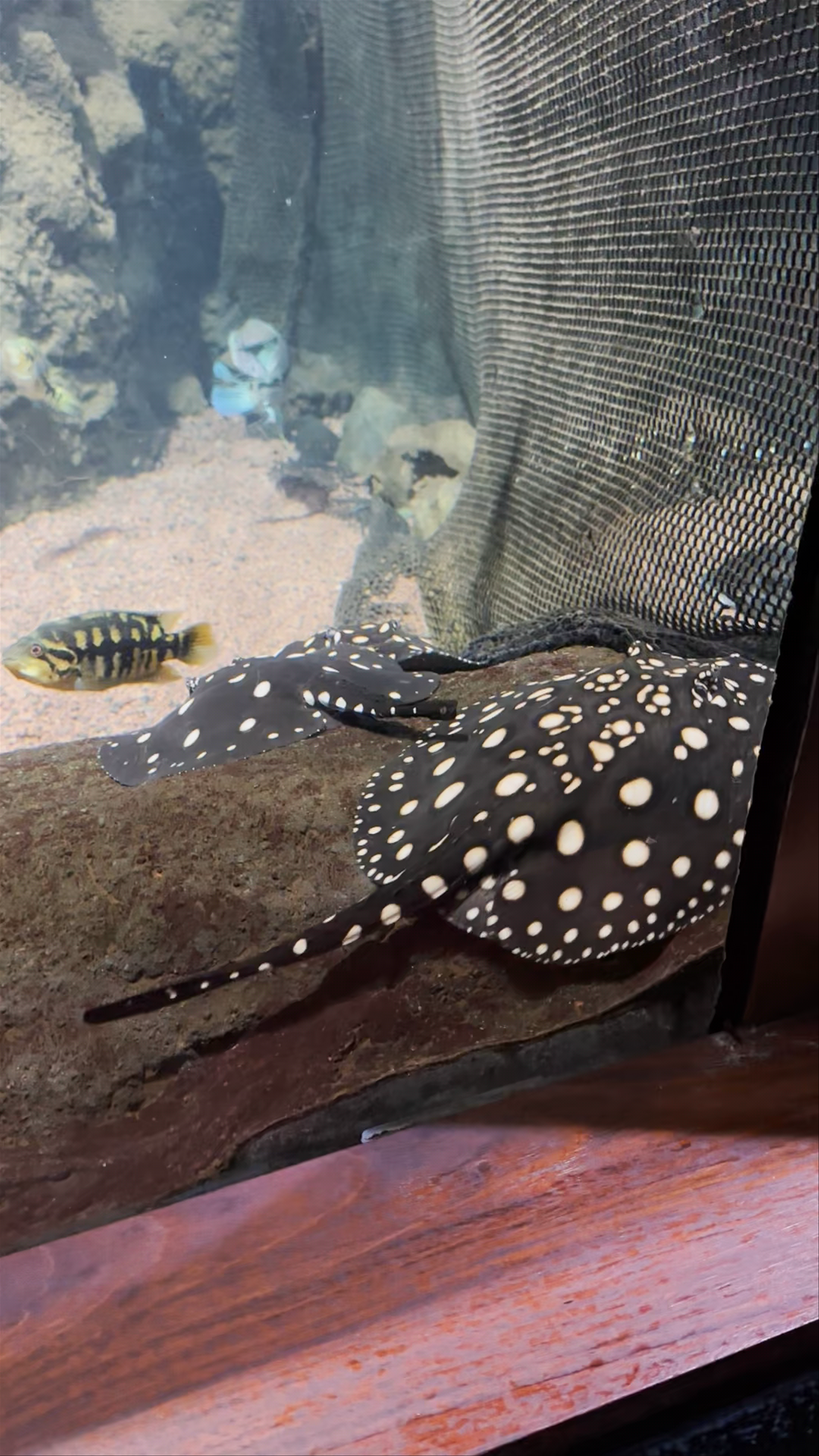 Acuario