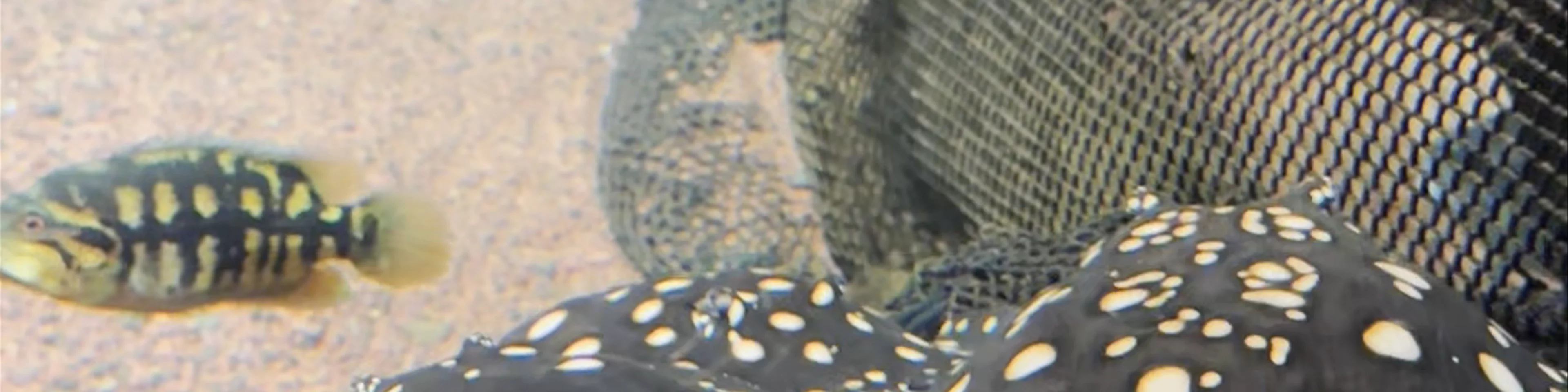 Acuario