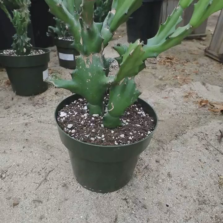 Blvd Nursery - Rare cactus! - Nurseries & Gardening Near Me - Pasadena, California