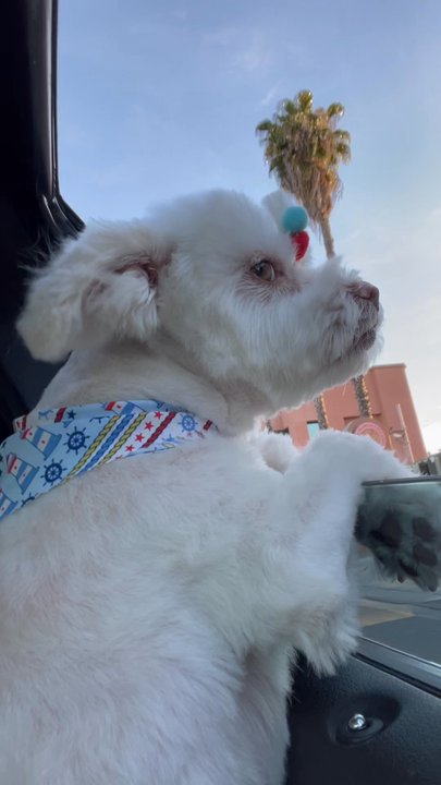 Jojo's Pet Station - LOVE this pet spa!! Highly recommend - Pet Groomers Near Me - El Monte, California