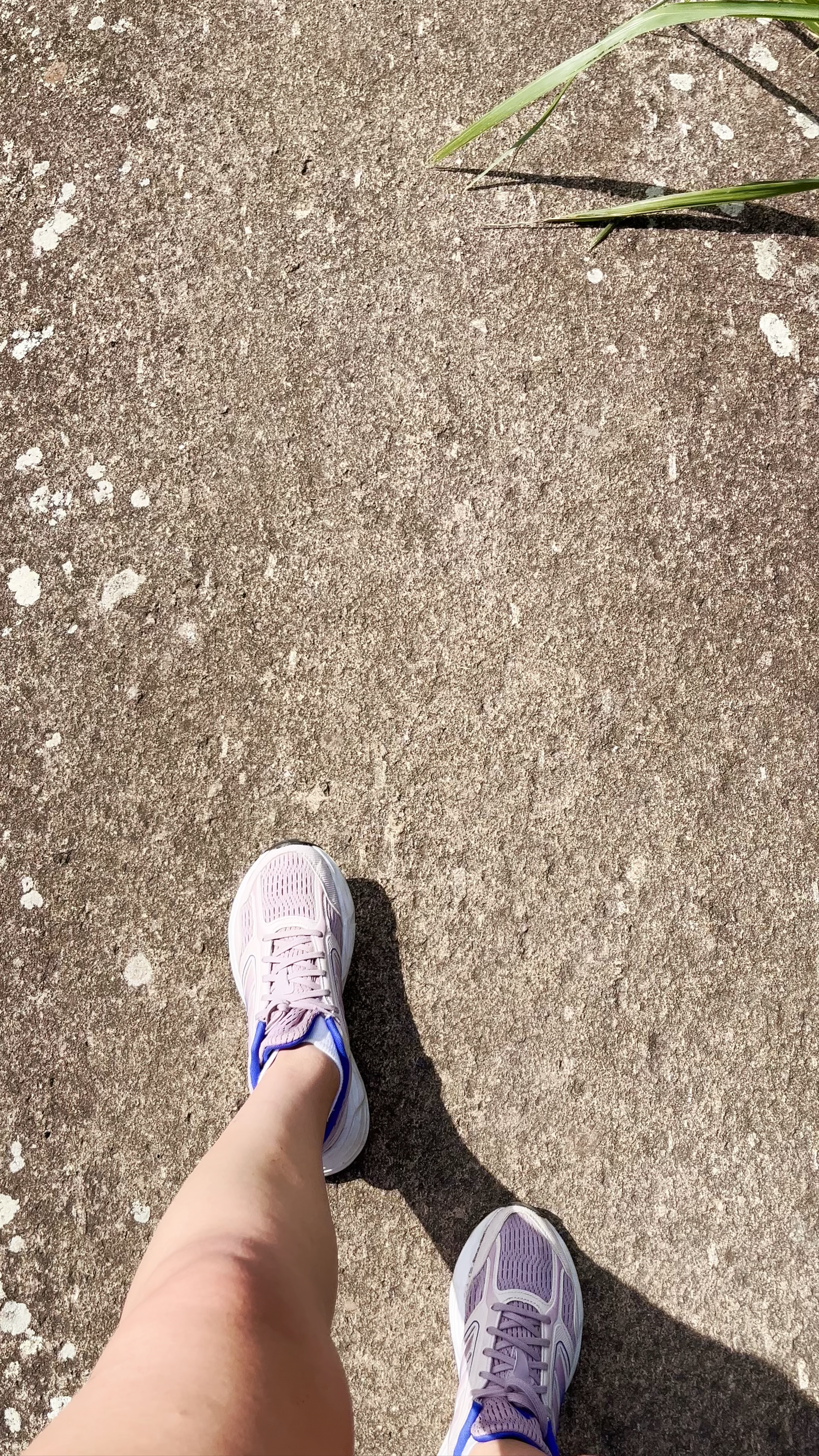 Parque Estadual da Pedra Branca - Estrada do Pau da Fome - Taquara