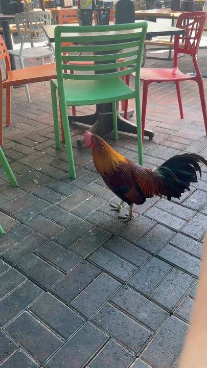Caroline's - Key West rooster - American Near Me - Key West, Florida